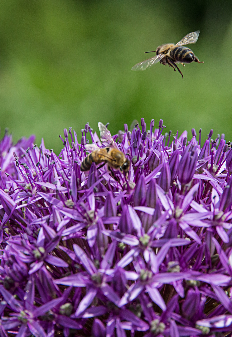 Botanischer Garten Bonn, ich sammel Knofel-Honig ;-)