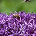 Botanischer Garten Bonn, ich sammel Knofel-Honig ;-)