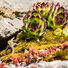 Botanischer Garten Bonn, ich seh Dich ...