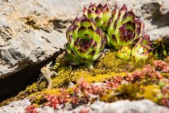 Botanischer Garten Bonn, ich seh Dich ...