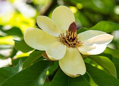 Botanischer Garten Bonn, Magnolie 1