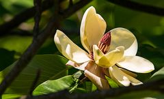 Botanischer Garten Bonn, Magnolie 2