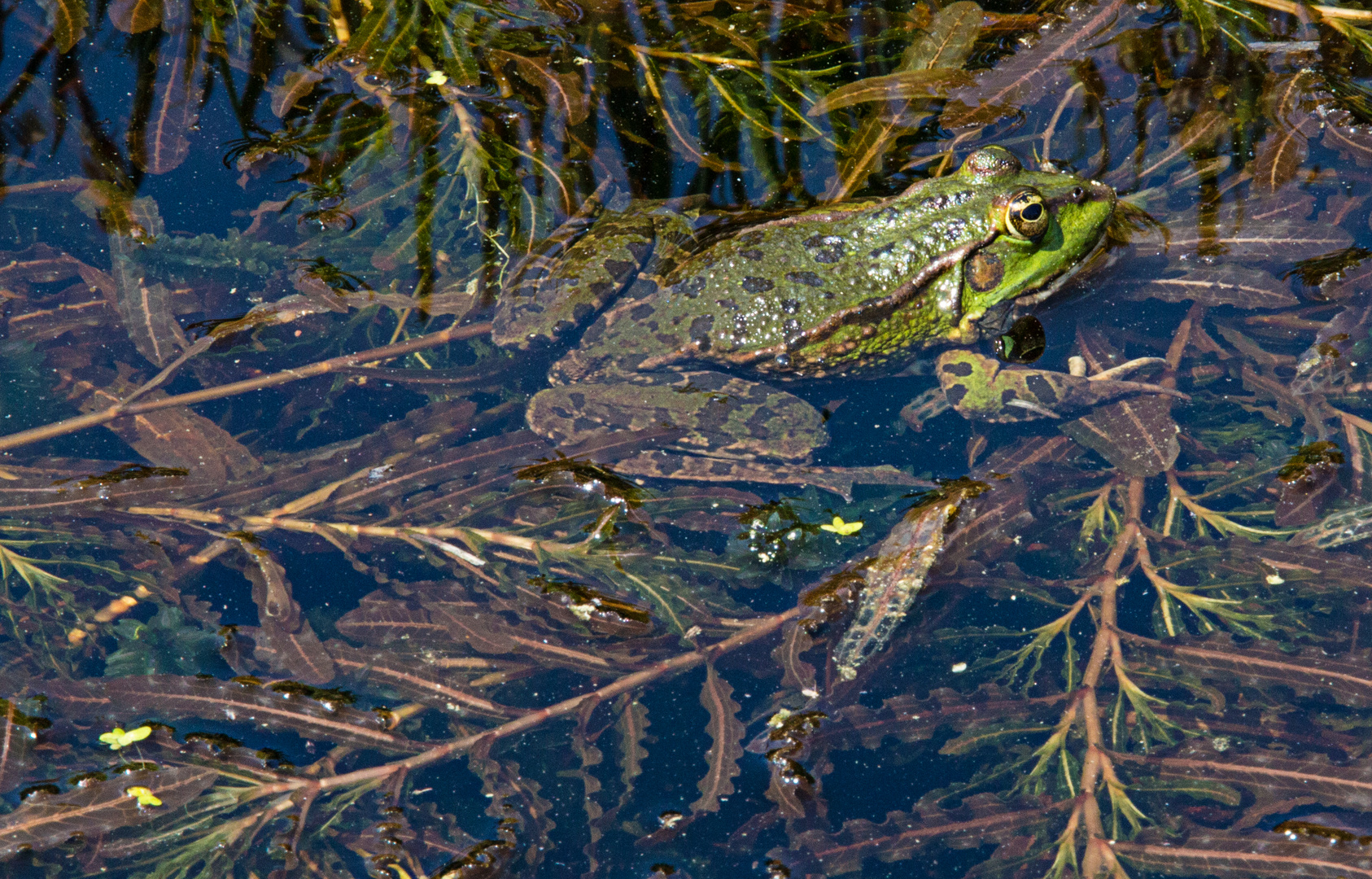 Botanischer Garten Bonn, mehr Sonne bitte ...