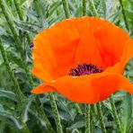 Botanischer Garten Bonn, Mohn