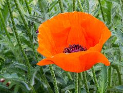 Botanischer Garten Bonn, Mohn