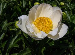 Botanischer Garten Bonn, PfingstRose