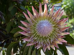 Botanischer Garten Bonn, Protea cynaroides