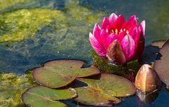 Botanischer Garten Bonn, SeeRose