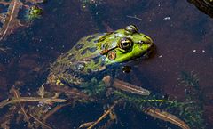 Botanischer Garten Bonn, Sonne macht munter ...