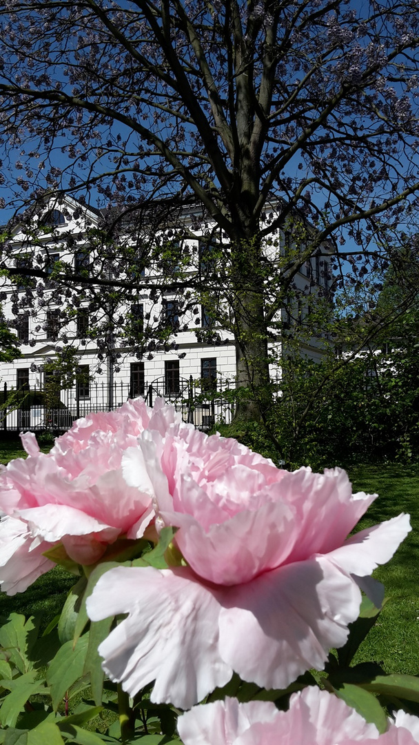 Botanischer Garten Bonn, Stauden Pfingstrosen