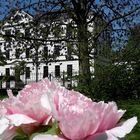 Botanischer Garten Bonn, Stauden Pfingstrosen