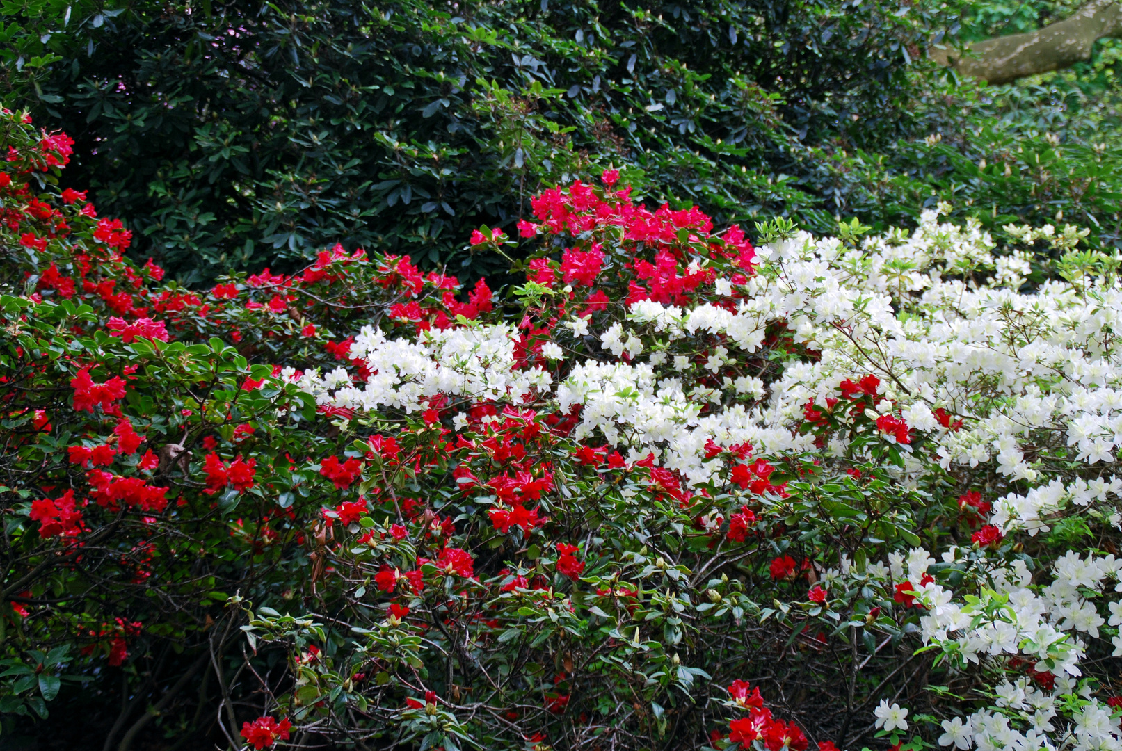 Botanischer Garten Braunschweig Foto Bild Anfangerecke