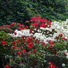 Botanischer Garten Braunschweig