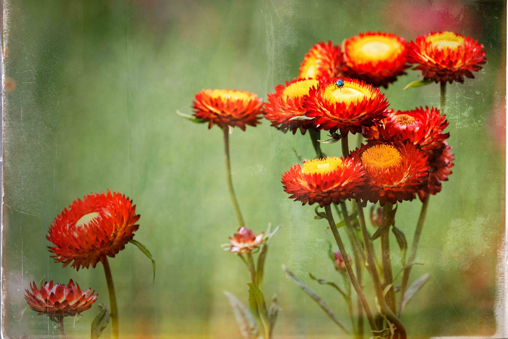Botanischer Garten Braunschweig Foto Bild Pflanzen Pilze