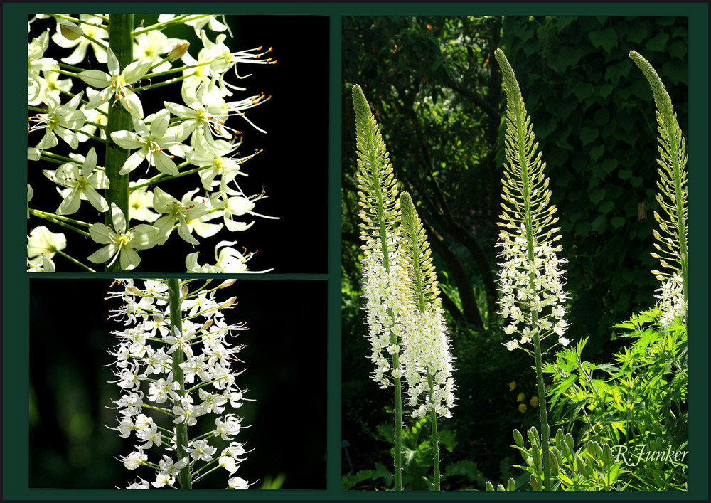 Botanischer Garten Bremen