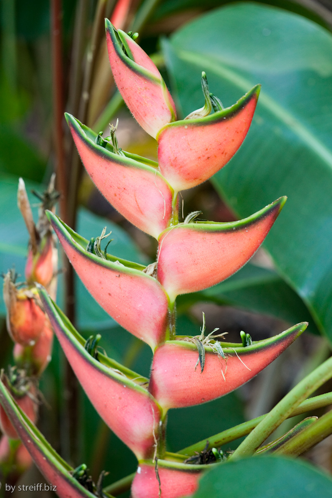 Botanischer Garten (Bromelie)