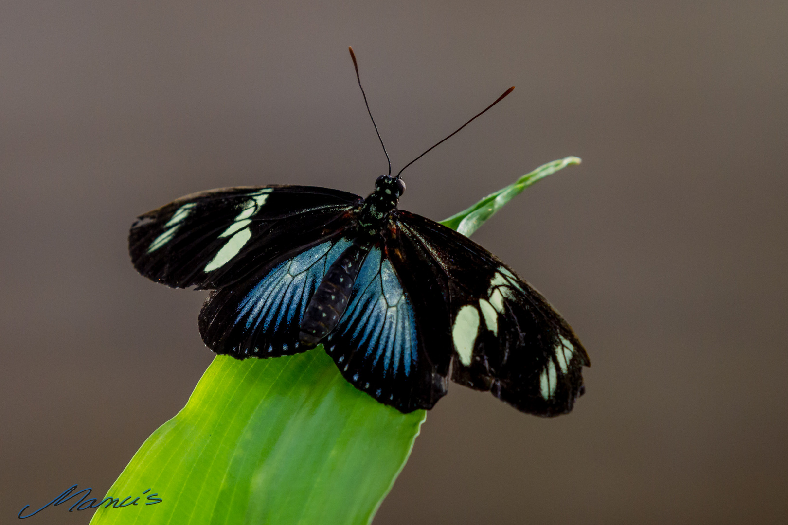 Botanischer Garten Foto &amp; Bild tiere, botanischer garten