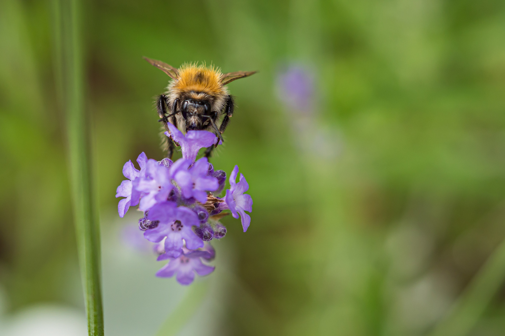 Botanischer Garten