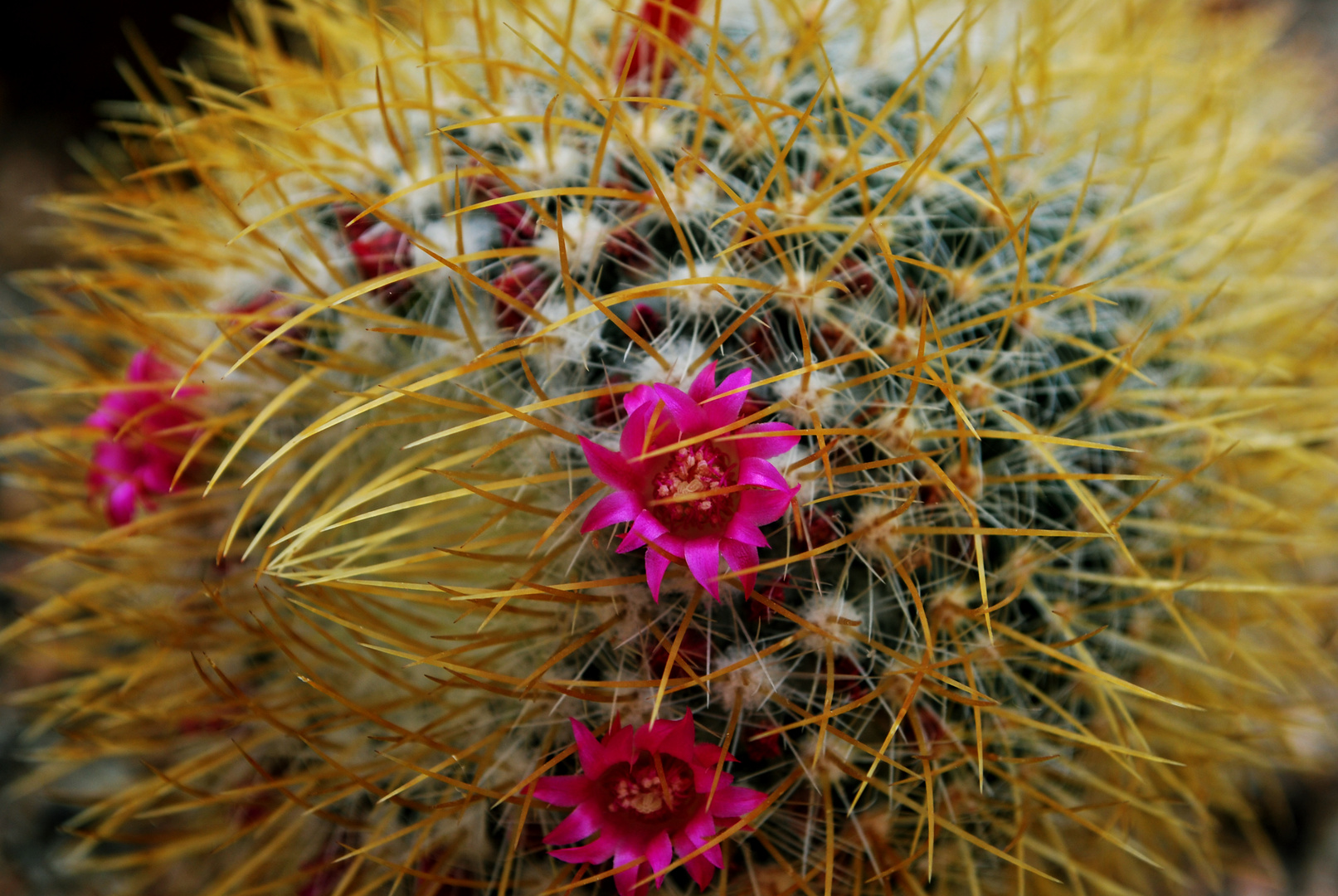 Botanischer Garten Cagliari