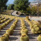 Botanischer Garten Callosa dEnsaria/Alicante