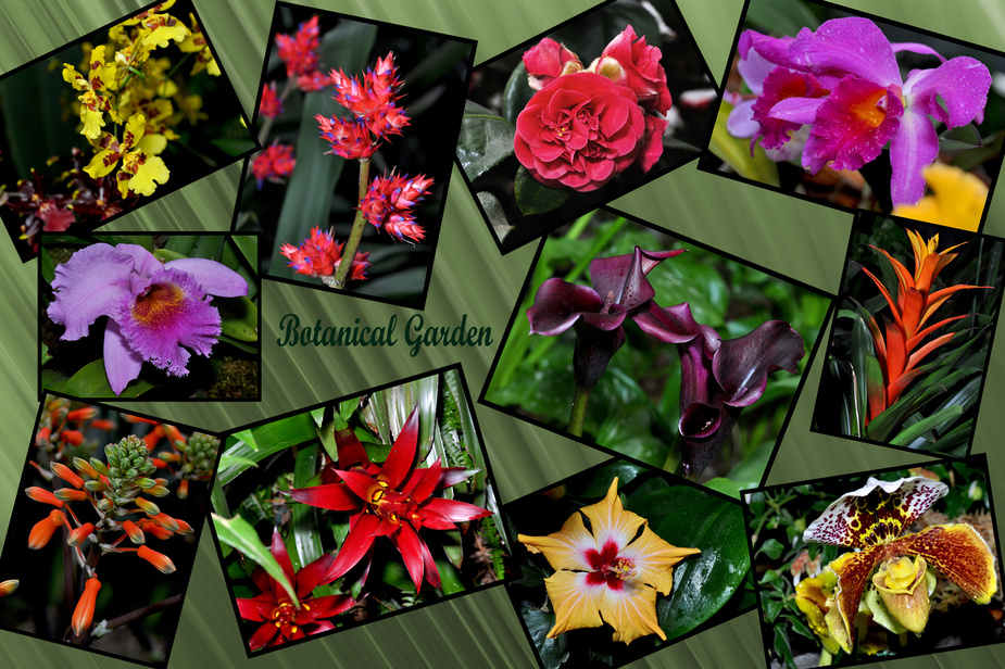 Botanischer Garten Chemnitz Foto & Bild pflanzen, pilze