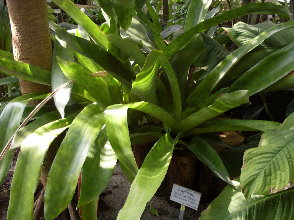 Botanischer Garten Dahlem