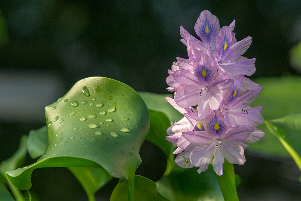 Botanischer Garten der Uni Basel 01