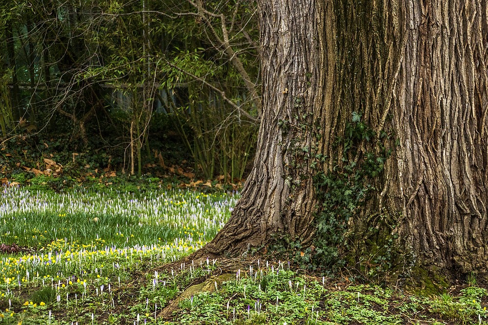 Botanischer Garten der Uni Basel-01