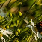 Botanischer Garten der Uni Basel 02