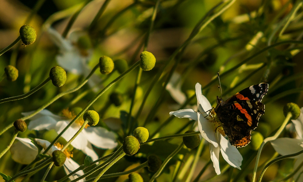 Botanischer Garten der Uni Basel 02