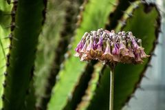 Botanischer Garten der Uni Basel-02