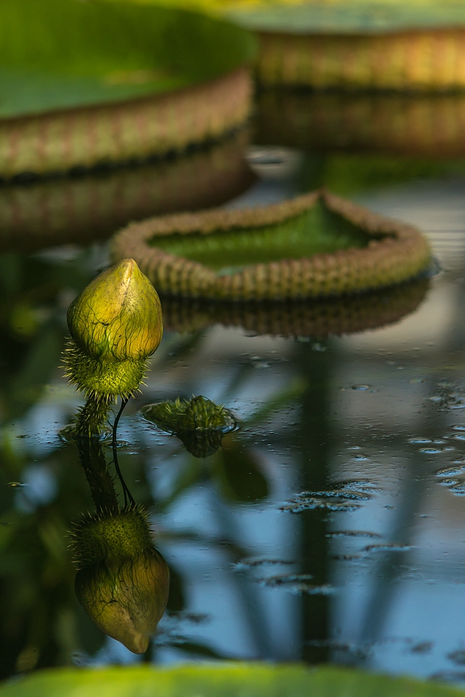 Botanischer Garten der Uni Basel 03