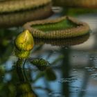 Botanischer Garten der Uni Basel 03