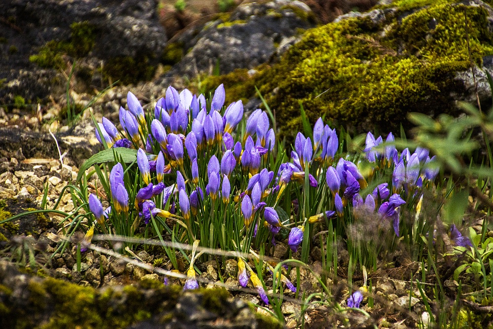 Botanischer Garten der Uni Basel-04