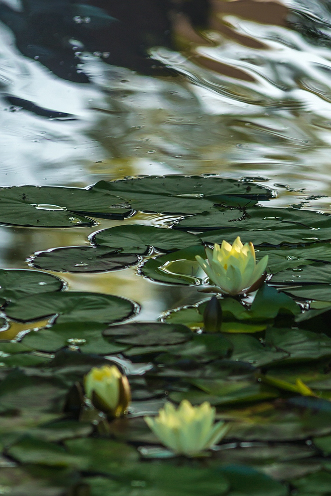 Botanischer Garten der Uni Basel 05