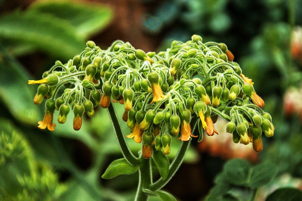 Botanischer Garten der Uni Basel-05