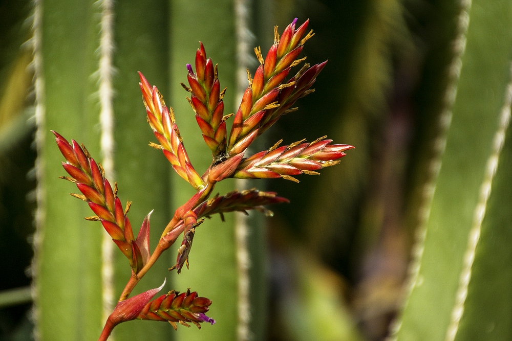 Botanischer Garten der Uni Basel-07