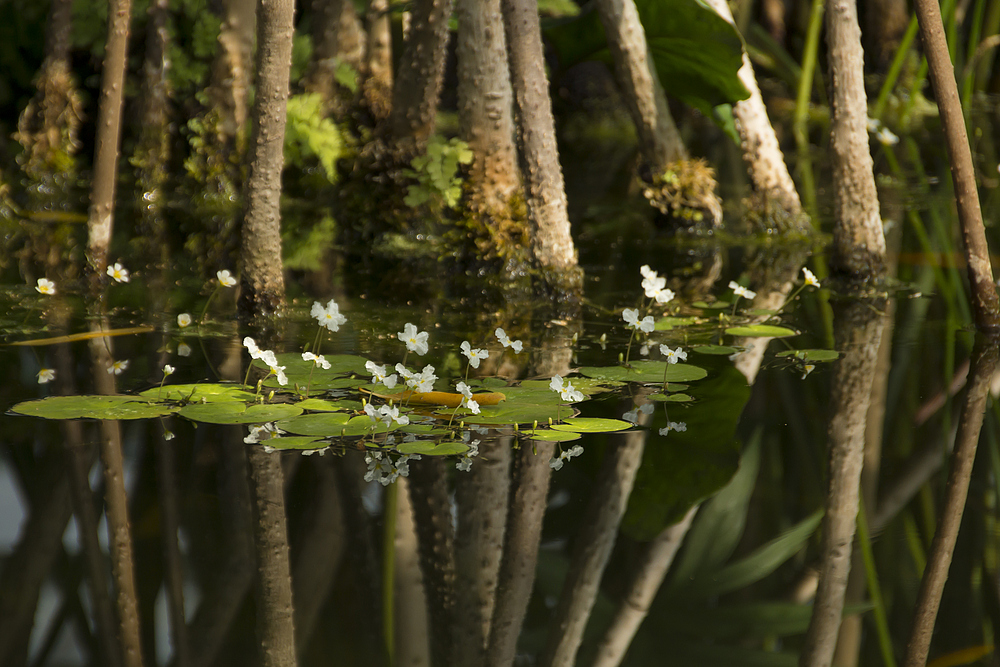 Botanischer Garten der Uni Basel 1