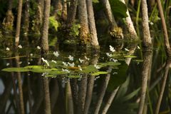 Botanischer Garten der Uni Basel 1