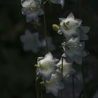 Botanischer Garten der Uni Basel 10