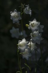 Botanischer Garten der Uni Basel 10