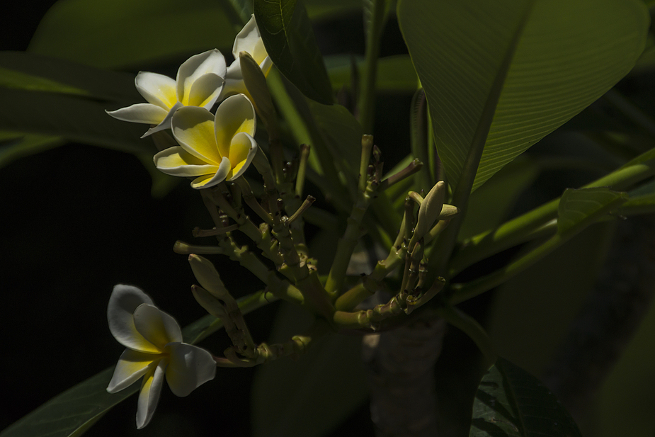 Botanischer Garten der Uni Basel 11