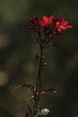 Botanischer Garten der Uni Basel 14