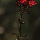 Botanischer Garten der Uni Basel 14