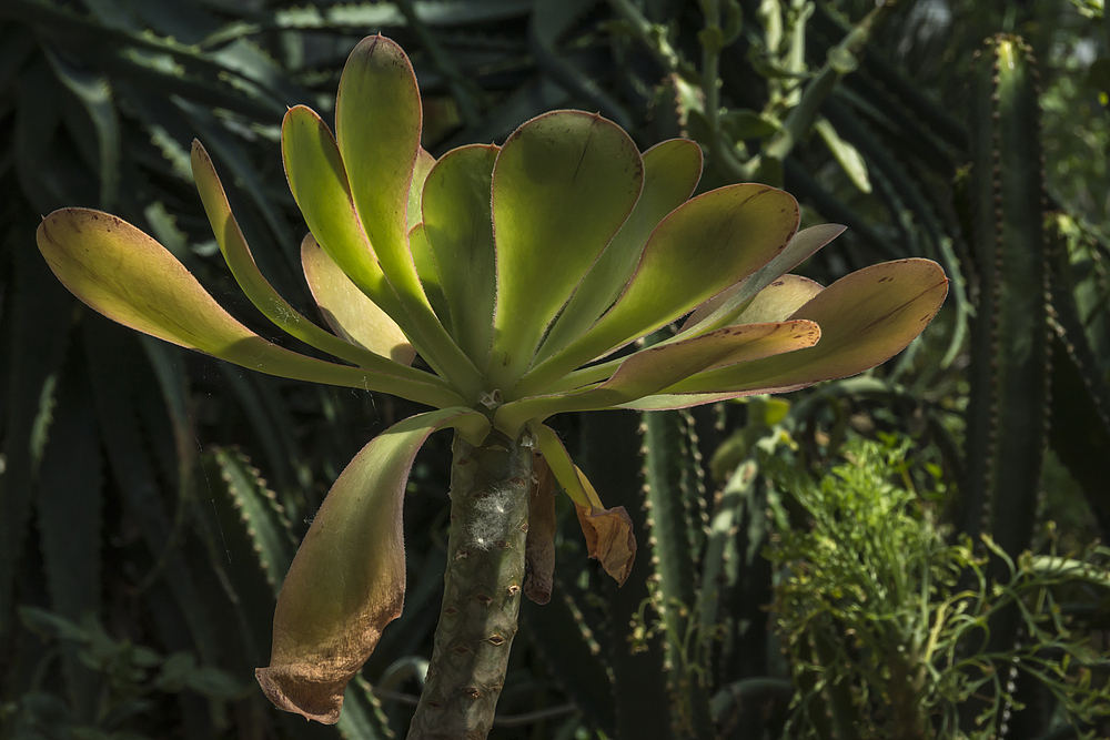 Botanischer Garten der Uni Basel 15