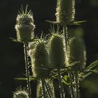 Botanischer Garten der Uni Basel 22