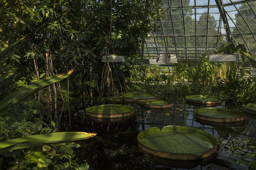 Botanischer Garten der Uni Basel 23