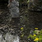 Botanischer Garten der Uni Basel 3