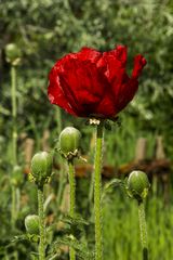 Botanischer Garten der Uni Basel 4