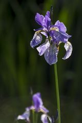 Botanischer Garten der Uni Basel 8